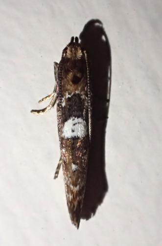 Réf. 273 485 : Acrolepiopsis assectella